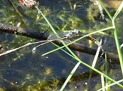 Old male with pruinescence on thorax and tip of tail