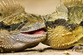Two male Australian eastern water dragons (I. l. lesueurii ) fighting.