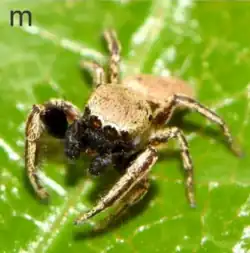 male L. chacoensis