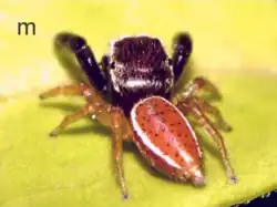 male L. paranensis