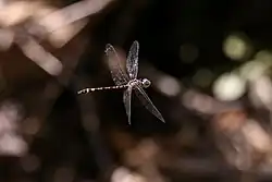 Male in flight