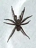 Male