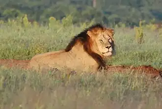 Male lion[21]
