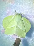 Picture of a male