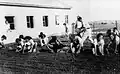 Members of the Harel Brigade planting grass seeds in 1950
