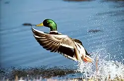a male mallard takes flight from the water