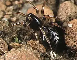 female Mallinella shimojanai