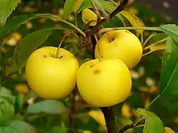 Image 14Malus sylvestris (from List of trees of Great Britain and Ireland)