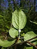 Leaves are mostly glabrous on the underside
