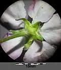 Calyces are always glabrous
