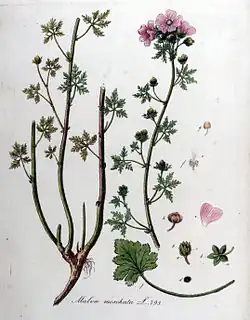 Illustration by Christiaan Sepp (1849)
