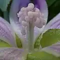 Floral organs, unopened