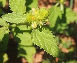 A green flower bug among white-spotted spiky leaves
