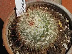 Mammillaria bombycina