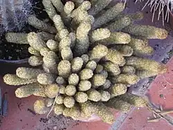 Mammillaria elongata