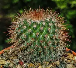 Mammillaria spinosissima
