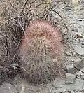 Plant growing in habitat in Uspallata, Argentina