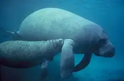 A manatee and her calf