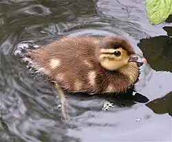 Duckling at Osterley Park, London
