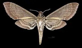 Female △ Ventral side