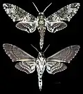 Manduca sesquiplex
