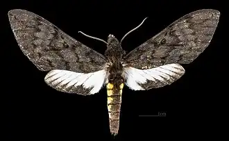 Female Dorsal side