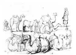 A study of camels