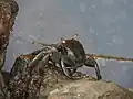 un-id'ed Crab