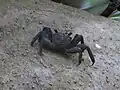 un-id'ed Crab
