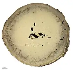 Wood - MHNT