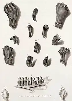 Image 6Illustration of fossil Iguanodon teeth with a modern iguana jaw for comparison from Mantell's 1825 paper describing Iguanodon (from History of paleontology)