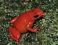 Mantella aurantiaca, photographed by F. Andreone at Torotorofotsy