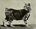 Manx cat