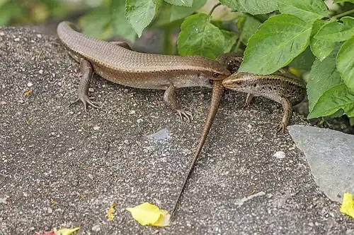 male bite hold