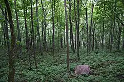 Yellow birch forest understorey