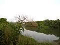 Mapusa river in Aldona Goa