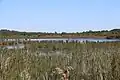 Contaut Marsh