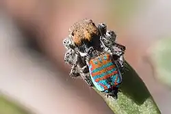 A picture of a male sparklemuffin spider from above, highlighting its patterns and coloration.