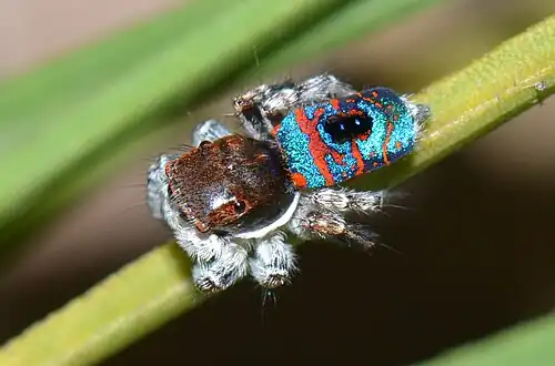 Maratus mungaich. Notice the different way of closing fan.