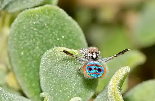 Displaying orange setae