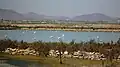 View of the Marchamalo salt flats with flamingos
