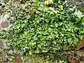 Microhabitat, Northern Ireland