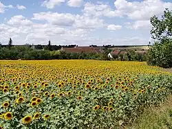 A field of sunflowers in Marcy