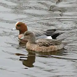 Male (rear) and female (front) Eurasian wigeons.