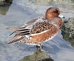 Male in eclipse plumage in Nagoya, Japan