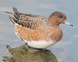 A female eurasian wigeon