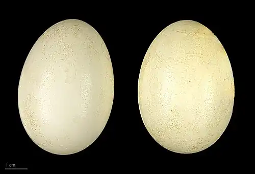 Mareca sibilatrix - MHNT