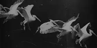 Image 46Flying pelican captured by Marey around 1882. He created a method of recording several phases of movement superimposed into one photograph (from History of film technology)