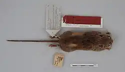 Dead brown rat