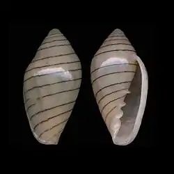 Marginella diadochus Luderitz, Namibia